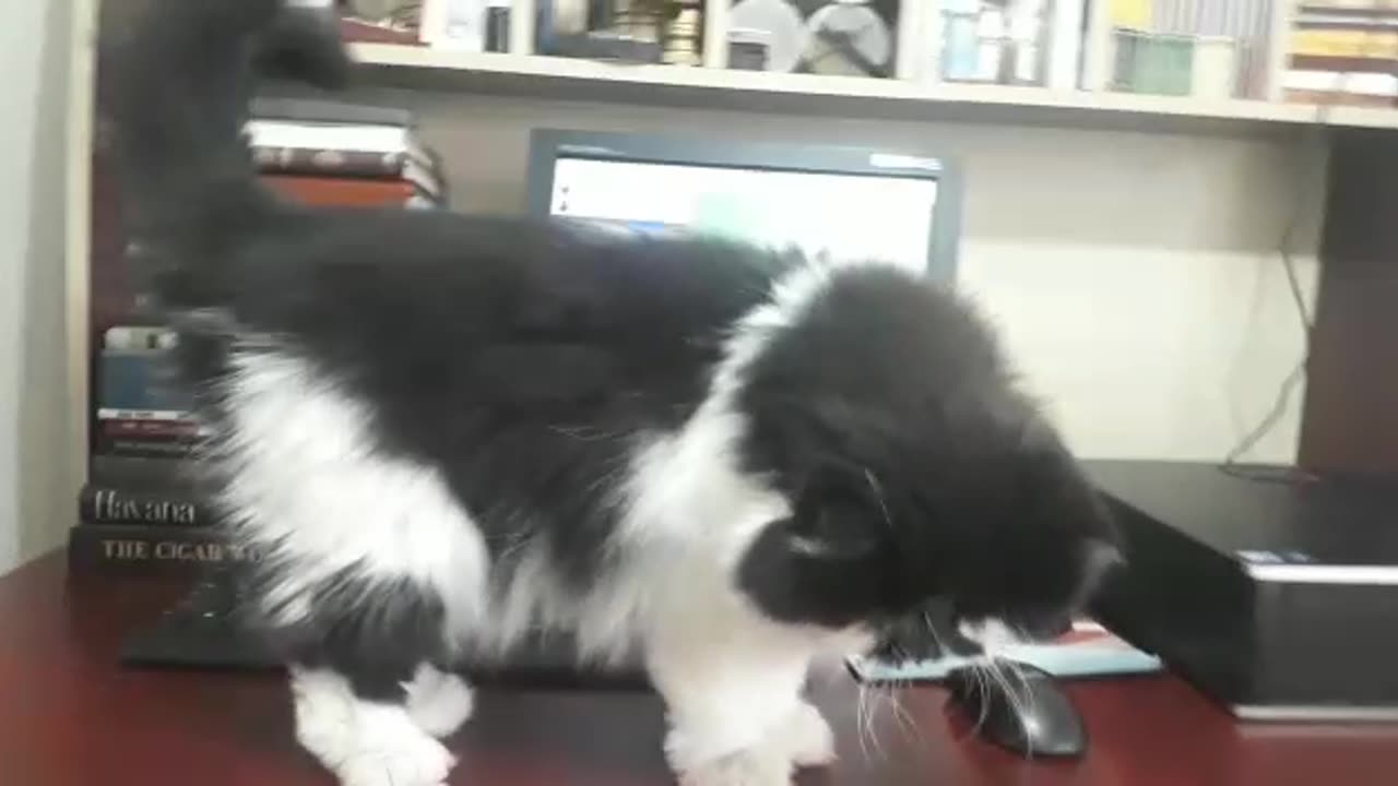 Mr.Tommy