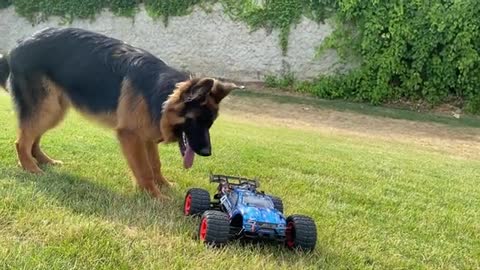 German Shepherd Puppy Attacks RC Car | Funny Dog Reaction