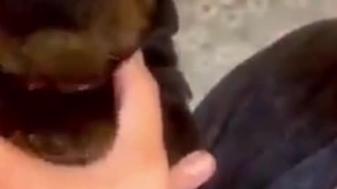 CUTE DOG