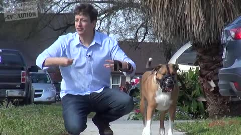 How to Get Your Reactive Dog Under Control While on a Walk