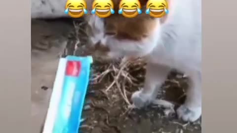 Cat funny content # 1milion view#viral 2023 #viral video # funny animal#