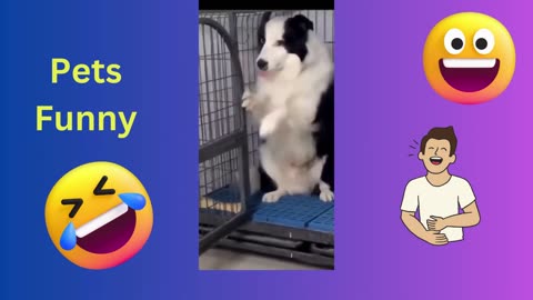 Hilarious Cats and Dogs Compilation: Guaranteed to Make You Laugh Part-3