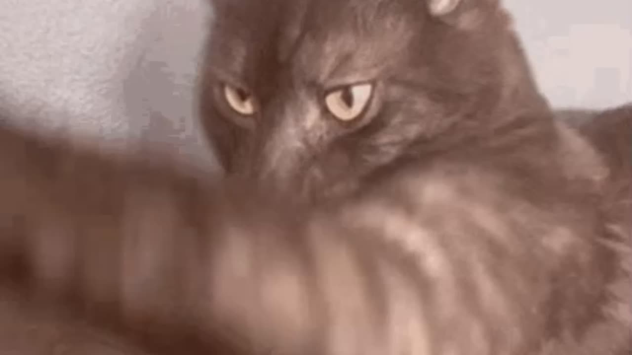 Cute Cat Gif