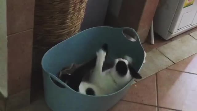 Help! It's a snake!.. Oh, never mind it's just my tail.