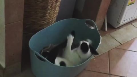 Help! It's a snake!.. Oh, never mind it's just my tail.