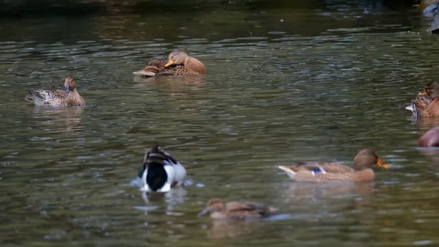 Ducks, Water, Fun, Waterfowl, Animal, Slow Motion