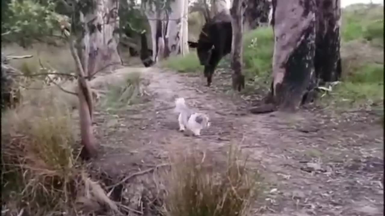 Funny videos, funny animals Hub, funny cats and dogs reactions, 🐕😄😆🤣😂, performance 🤣funny 🐕😄