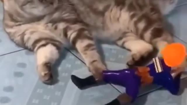 Cat animals