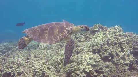turtletuesday