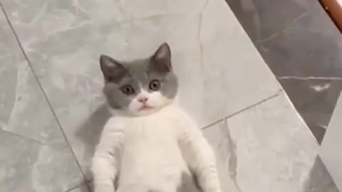 Cute cat 🐈🐈🐈🐈