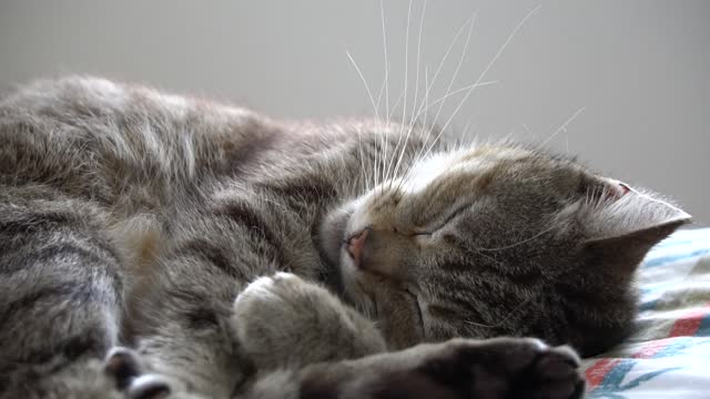 Nice and cute cat Nice and cute cat Nice and cute cat Nice and cute cat