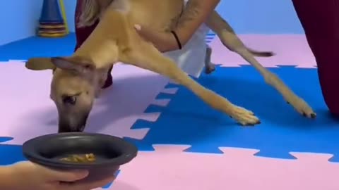 Thank you for helping that beautiful dog and not giving up 🙏 ❤️ Respect 💞