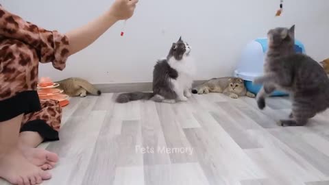 World funniest Animals