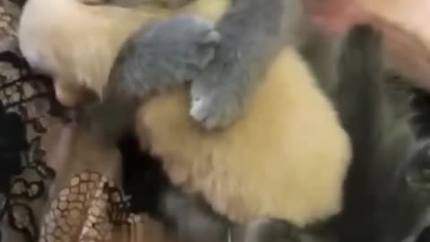 Cute Kitten and Puppy video