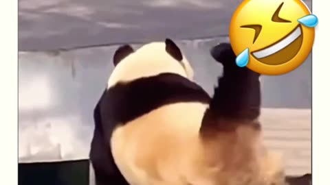 Funny panda