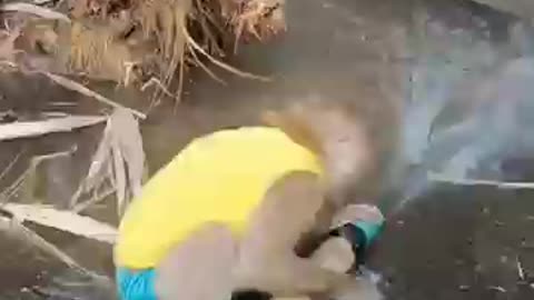 baby monkey playing in the water #shorts #shortsvideo #shortsfeed #subscribe