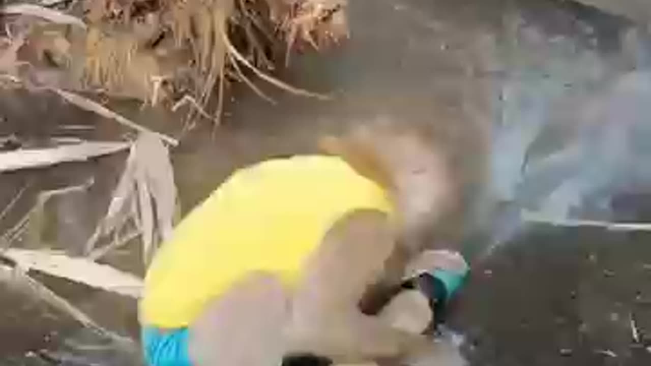 baby monkey playing in the water #shorts #shortsvideo #shortsfeed #subscribe