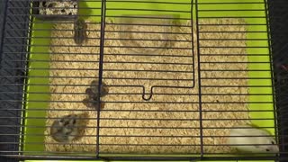 Cute Hamster Family