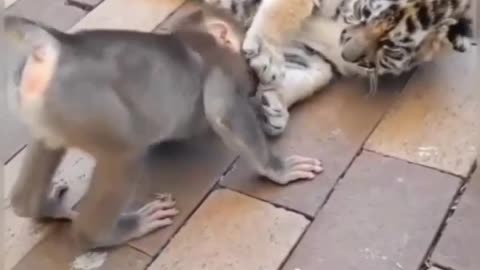 Viral video - Egoistic Monkey - Giving torture to tiger