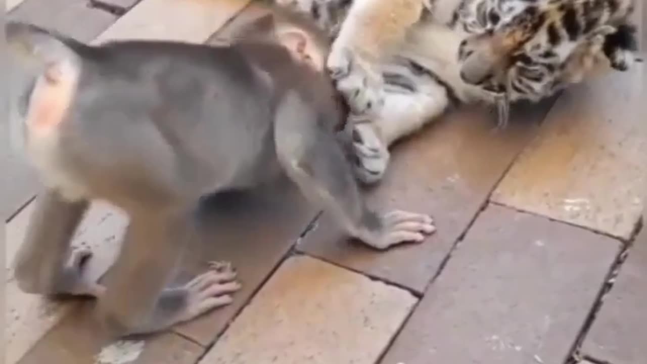 Viral video - Egoistic Monkey - Giving torture to tiger