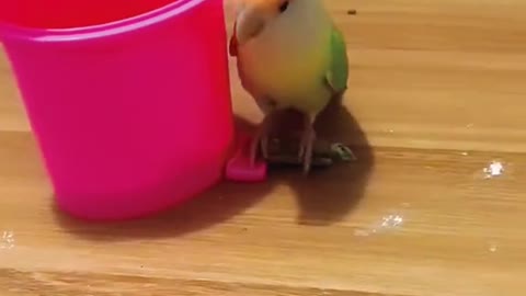 Birds Gone Wild !