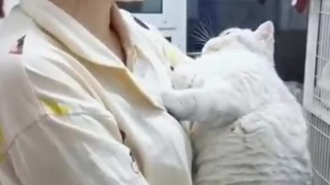 Video Kucing Lucu dan Lucu to Make You More Sensitive