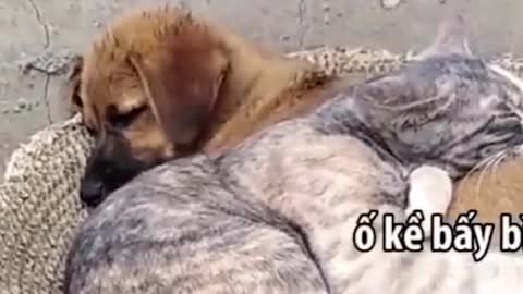 Funny dog best video
