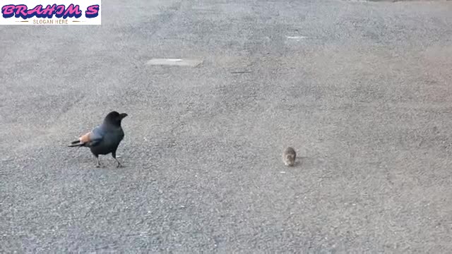 A strange relationship between a crow and a mouse.