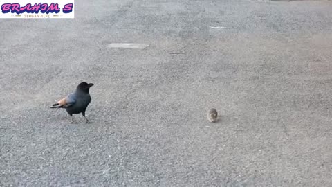 A strange relationship between a crow and a mouse.
