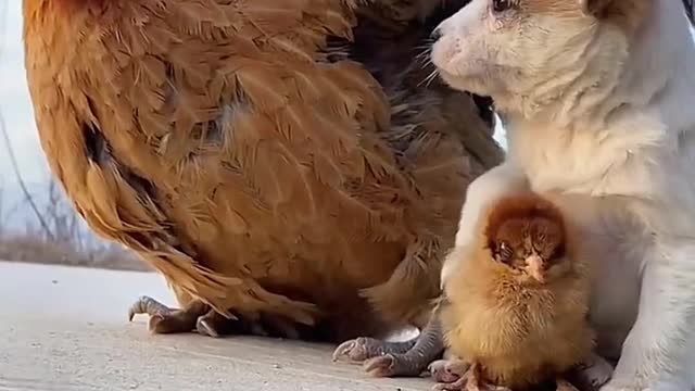 Animals huddled together for warmth
