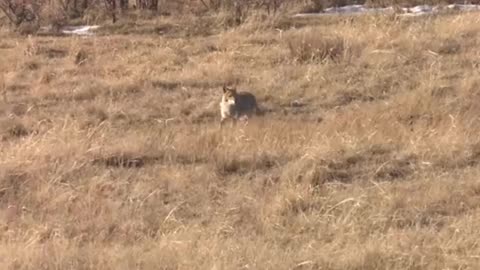 hunting coyote || shorts || #hunting #0214
