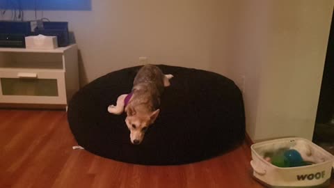 pup's reaction to eating hot sauce.