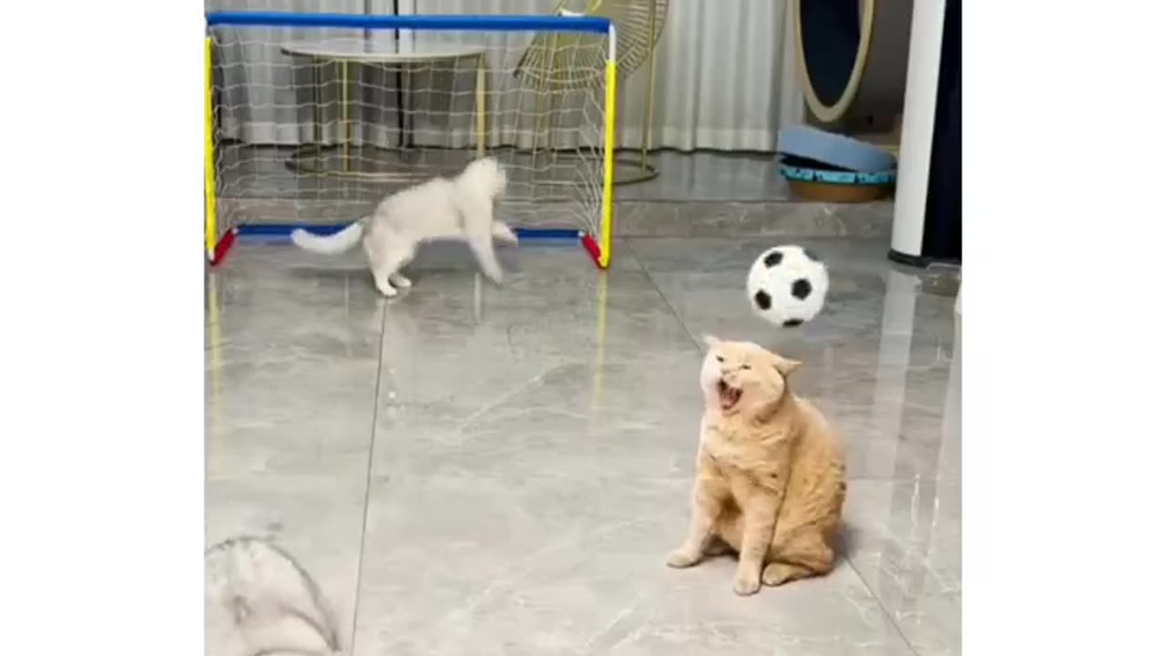 Watch till the End. Look at the brown dog 😅