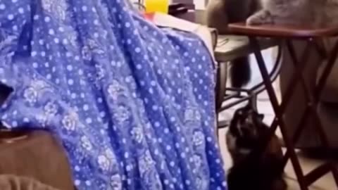 Funny animals kid's