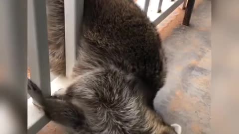 Funny Animals