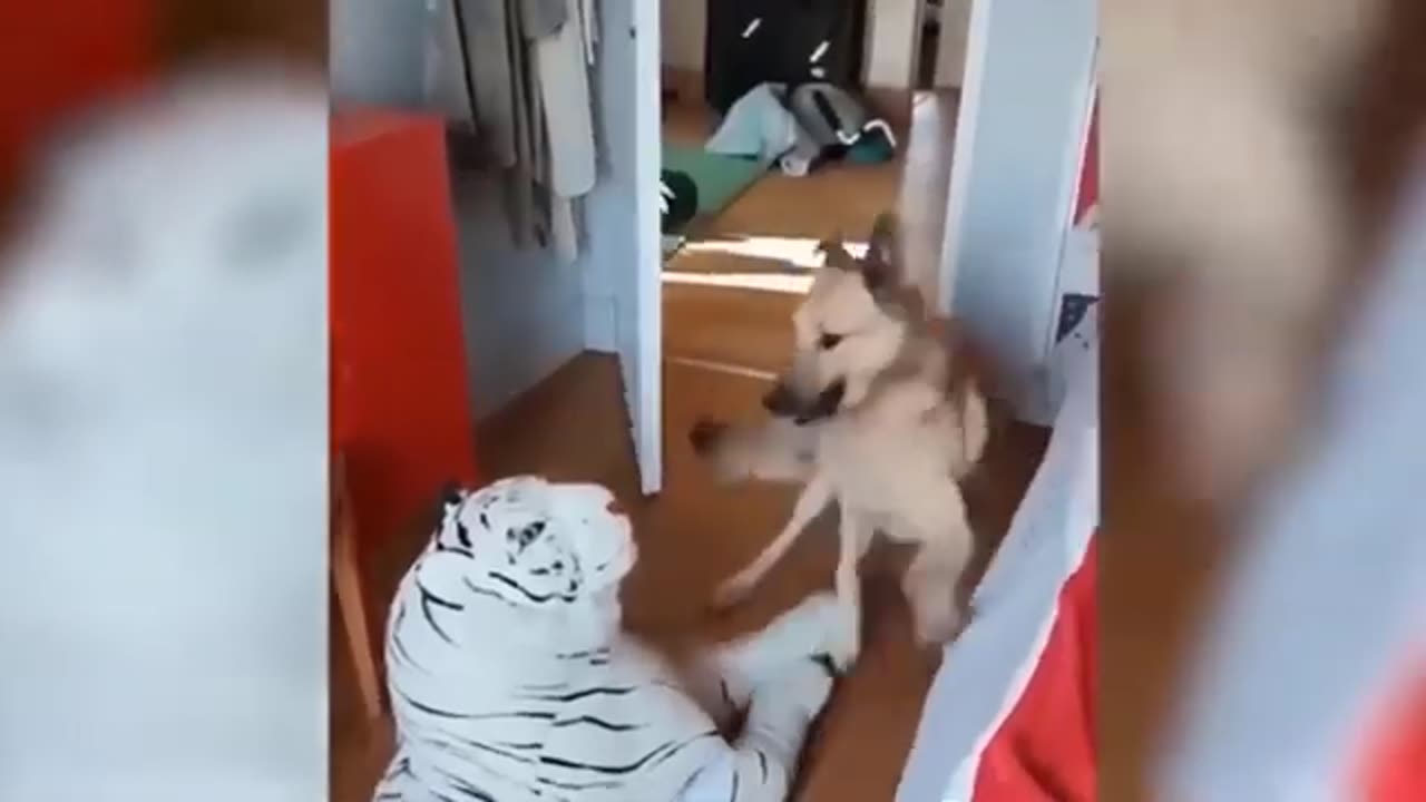 Funny dogs and puppies life 4k Quality video | viral dogs
