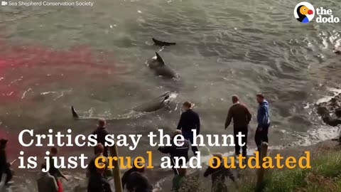 Hundreds Of Whales Die Every Year In This Hunt | The Dodo