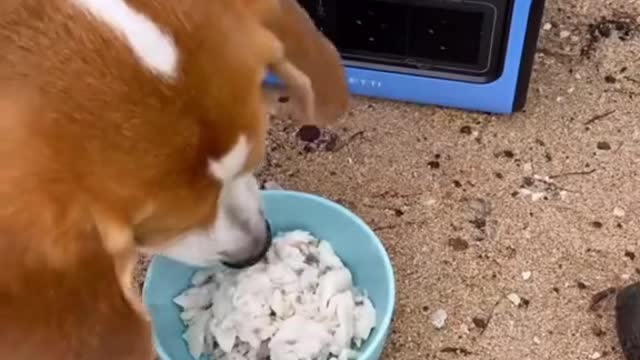 My beagle loves food #beaglepuppy #carirns