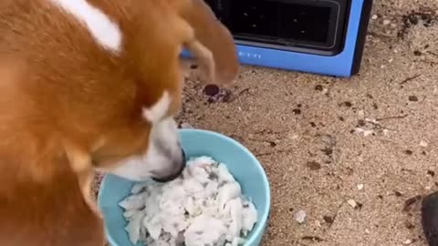 My beagle loves food #beaglepuppy #carirns