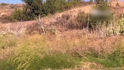 the squirrel did not see the lynx approach