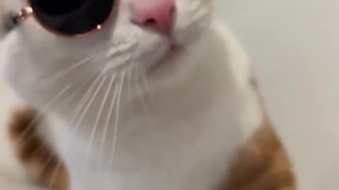 Cat funny videos|animals funny videos 2023 #funnyvideos #animalsvideos #catvideo