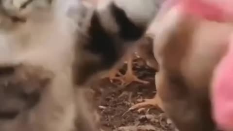 Funny Cat Videos