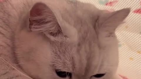Funny and Cute Cats Videos #379