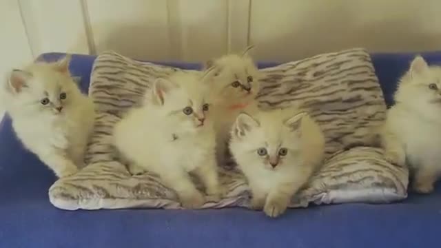 Cute white kittens