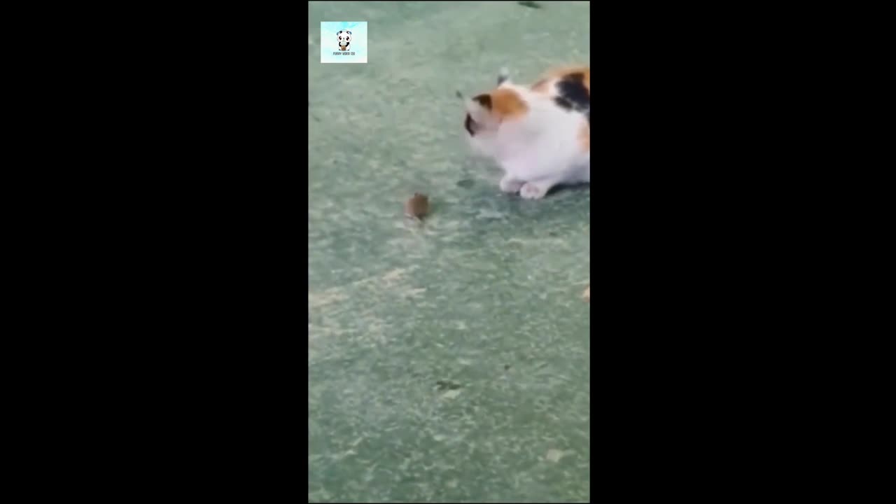 Funny animal videos 2024 - Funny cats_dogs - Funny animals Part2_Haypyy