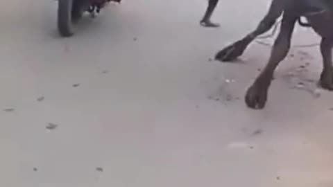 Funny video