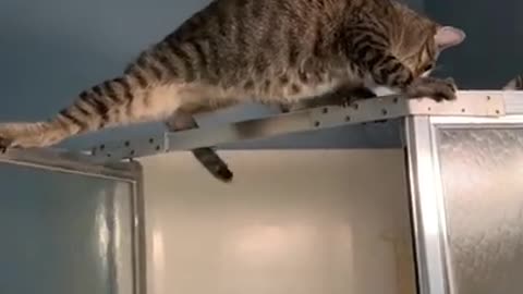 Cute funny cats 😂