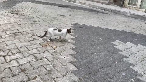 Cute Mother Cat living on the street is giving milk to the Kitten. 😍