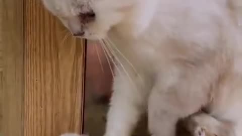 Short Funny Video - #2