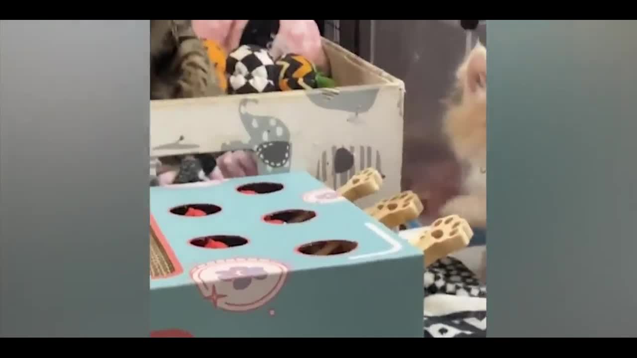 Interesting pets